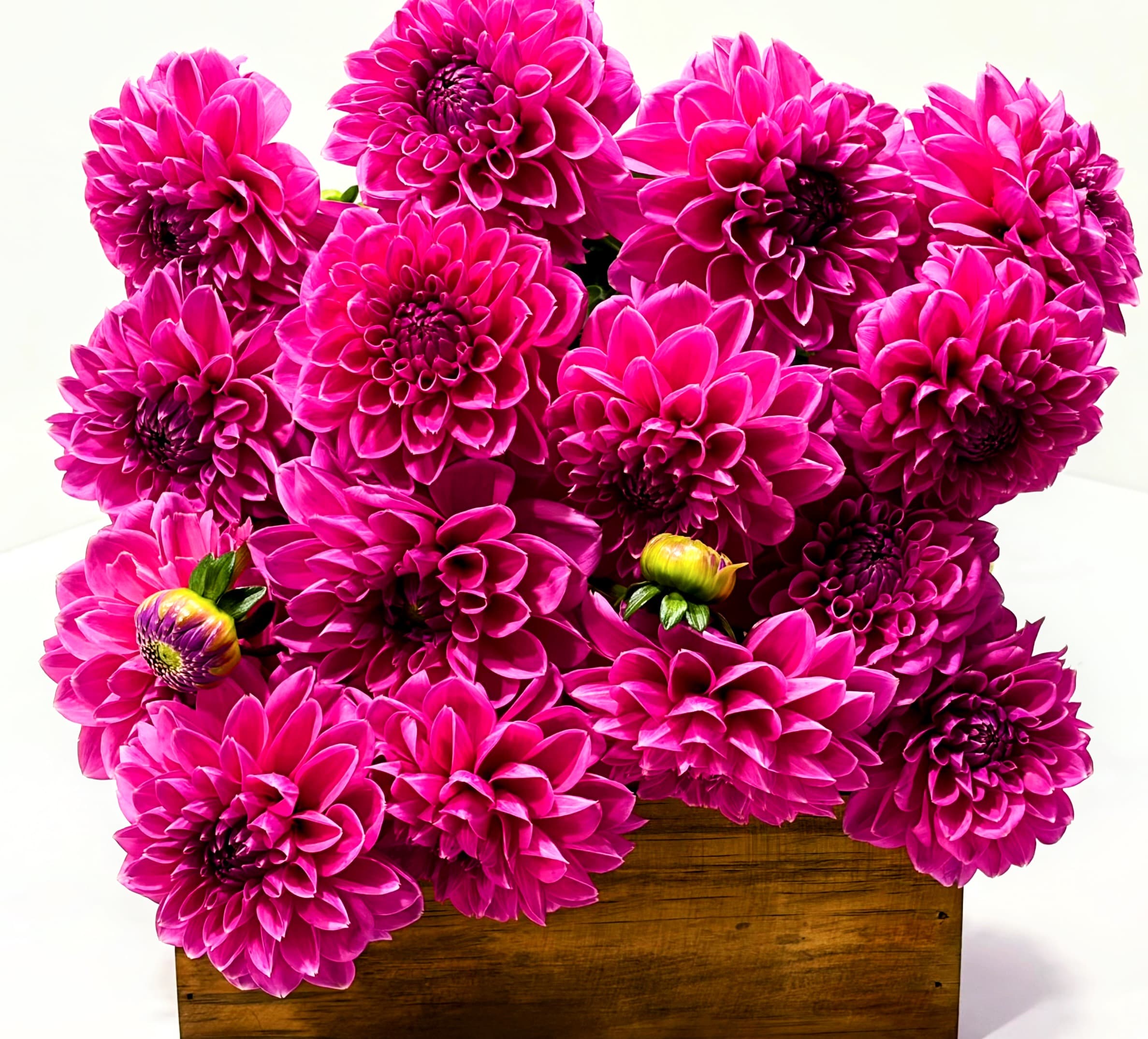 Magenta Muse Bouquet